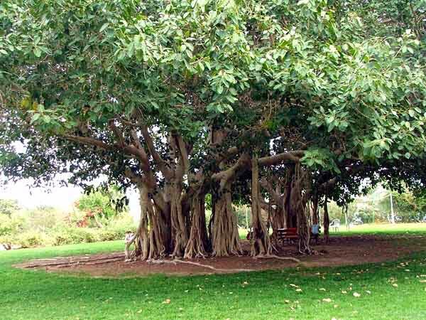 The Banyan Tree PotBot