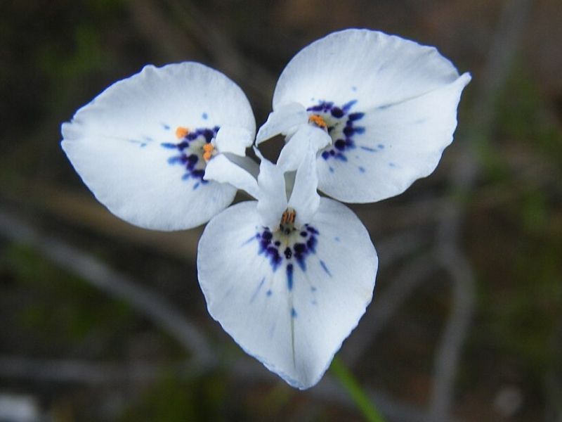 Moraea - PotBot Blog