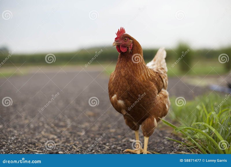 Descubre el Emocionante Juego de Azar de Chicken Road en España in Spain