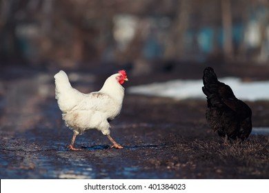 Image: Wil jij Wetten op de Gokkast Chicken Road Spel in Nederland?